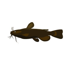 Catfish vector illustration on white background.