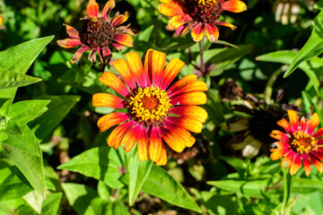 Close up of one beautiful large red zinnia flower in full bloom on blurred green background, photographed with soft focus in a garden in a sunny summer day