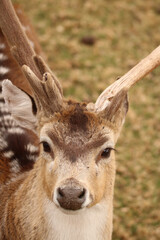 Fallow Deer buck, game farm, South Africa