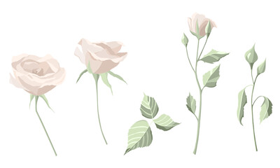 Vector flower set with rose and leaves