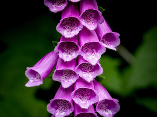 Close-up view of purple foxglove flowers © Jeff