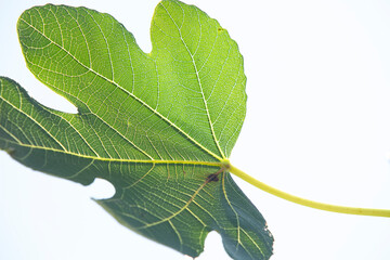 Green fig leaves on a white background