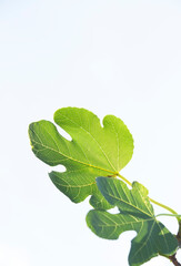 Green fig leaves on a white background