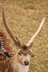 Fallow Deer buck, game farm, South Africa