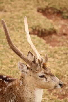Fallow Deer buck, game farm, South Africa