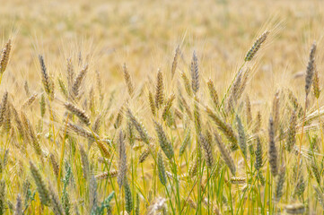 Hordeum vulgare barley tall stem and seeds in golden yellow color before harvesting on the field, ripening agricultural cereal