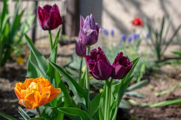 Dark purple red fringed crispa Curly Sue tulips in bloom, beautiful ornamental tulip flowers in bloom