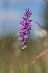 Obraz premium Dactylorhiza fuchsii common spotted orchid flowers in bloom, beautiful purple white wild flowering plants on highlands meadow