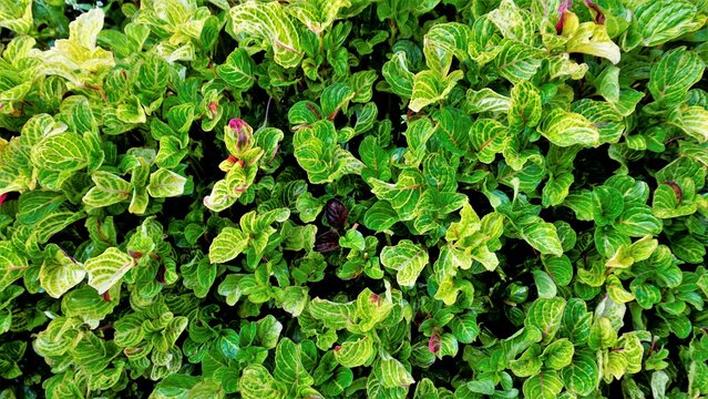 Beautiful green color leaves of background of Iresine herbstii also known as herbst bloodleaf, Blood Leaf, Beefsteak plant, Chicken gizzard
