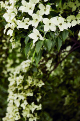 White flowers of Cornus florida or flowering dogwood