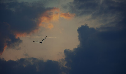 Bird in the sky