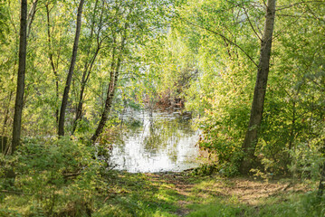 Fototapeta na wymiar a small lake in the forest in summer