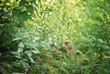 a beautiful photo of a cute little ground squirrel sitting among the foliage and tall grass in the forest