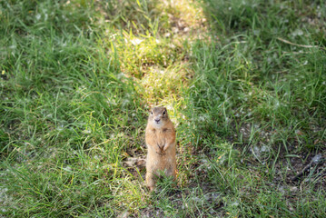 wildlife. a cute little gopher is sitting in the grass and fluff