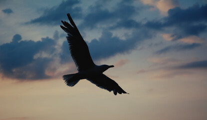 seagull in flight
