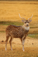 Fallow Deer, game farm, South Africa