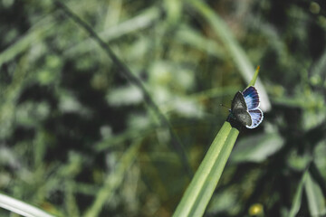 Błękitny motylek na trawie
