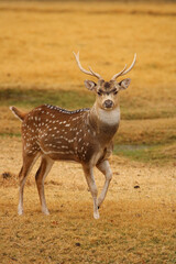 Fallow Deer, game farm, South Africa