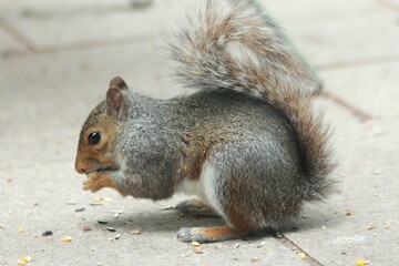 Squirrel Eating Food