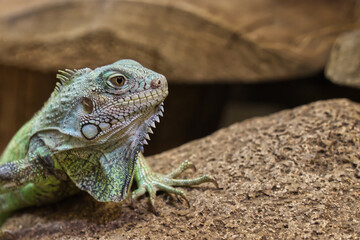Reptil grün