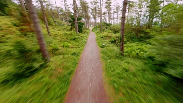 FPV Aerial view of woodland walking path at newborough Traeth Llanddwyn, fast drone flying through forest. North wales uk