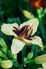 Obraz premium White lilies in the garden. Beautiful garden flowers. Lily variety