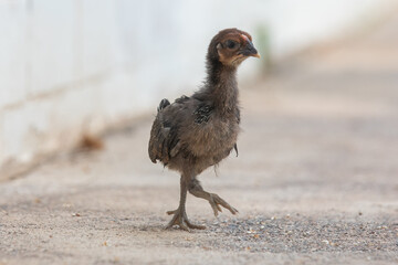 Little hen, chicken walking on sidewlk, chicken run