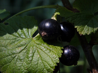 Photo of a black currant berry on a bush close-up on a dark background