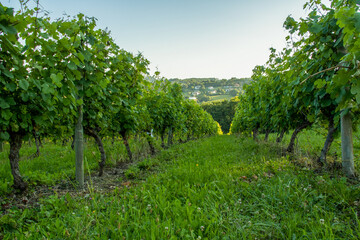 Fototapeta na wymiar Beautiful vineyard in the Basque country