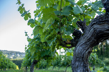Beautiful vineyard in the Basque country with grape cluster in the foreground