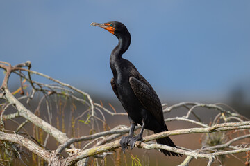 Cormorant perched on a branch