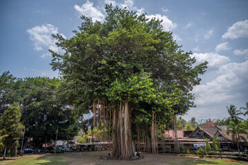 Fototapeta na wymiar large Ficus Benjamin tree
