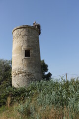 Camargue Storch auf Turm