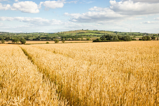 Crop field in countryside. Wheat growing on UK farm