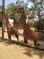 giraffe in the zoo