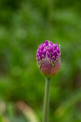 Blossom purple giant onion macro photography on a sunny summer day. A garden plant allium giganteum blooming in the form of a large purple ball close-up photo in summertime.	