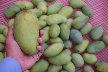 Raw mango fruit in hand. 
