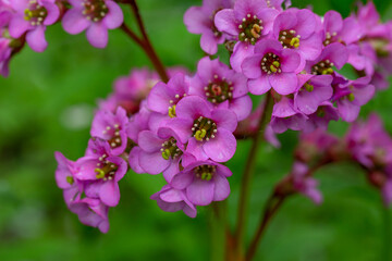 Blooming pink Bergenia flower on a green background on a sunny day macro photography. Fresh elephant's ears flower with purple petals in springtime close-up photo.	