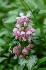 Obraz na płótnie Canvas Blooming pink dead-nettle plant macro photography on a springtime. Pink archangel flowering plant close-up photography in a summer day. 