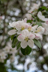 Apple blossom in springtime on a sunny day, close-up photography. Blooming white flowers on the branches of a apple tree macro photography. Cherry blossom on a sunny spring day.