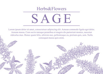 hand-drawn banner with flowering sage. Decorative background with plants For perfumes, cosmetics, tea ingredients. Phytotherapy design template. Leaflet with aromatic plants