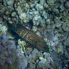fish in the sea