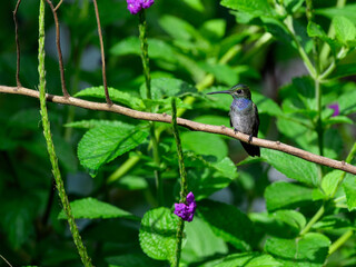 Blue-chested Hummingbird sitting on stick against green plants