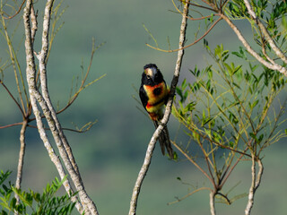 Collared Aracari perched on tree branch