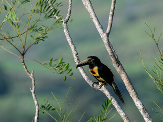 Collared Aracari perched on tree branch