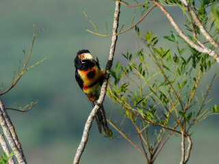 Collared Aracari perched on tree branch