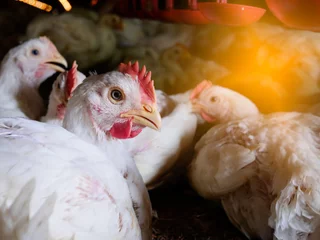Foto auf Alu-Dibond Close up shite chicken in farming business © Polawat