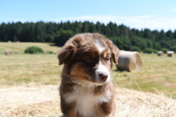 Chiot de race berger australien dans un champ