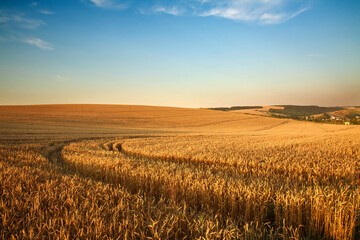 Dramatic landscape over field of ripe wheat on blue sky, crop season agricultures grain harvest