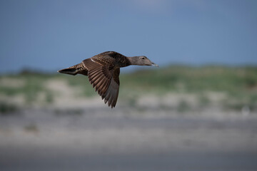 Eider ducks flying above the dutch coast.